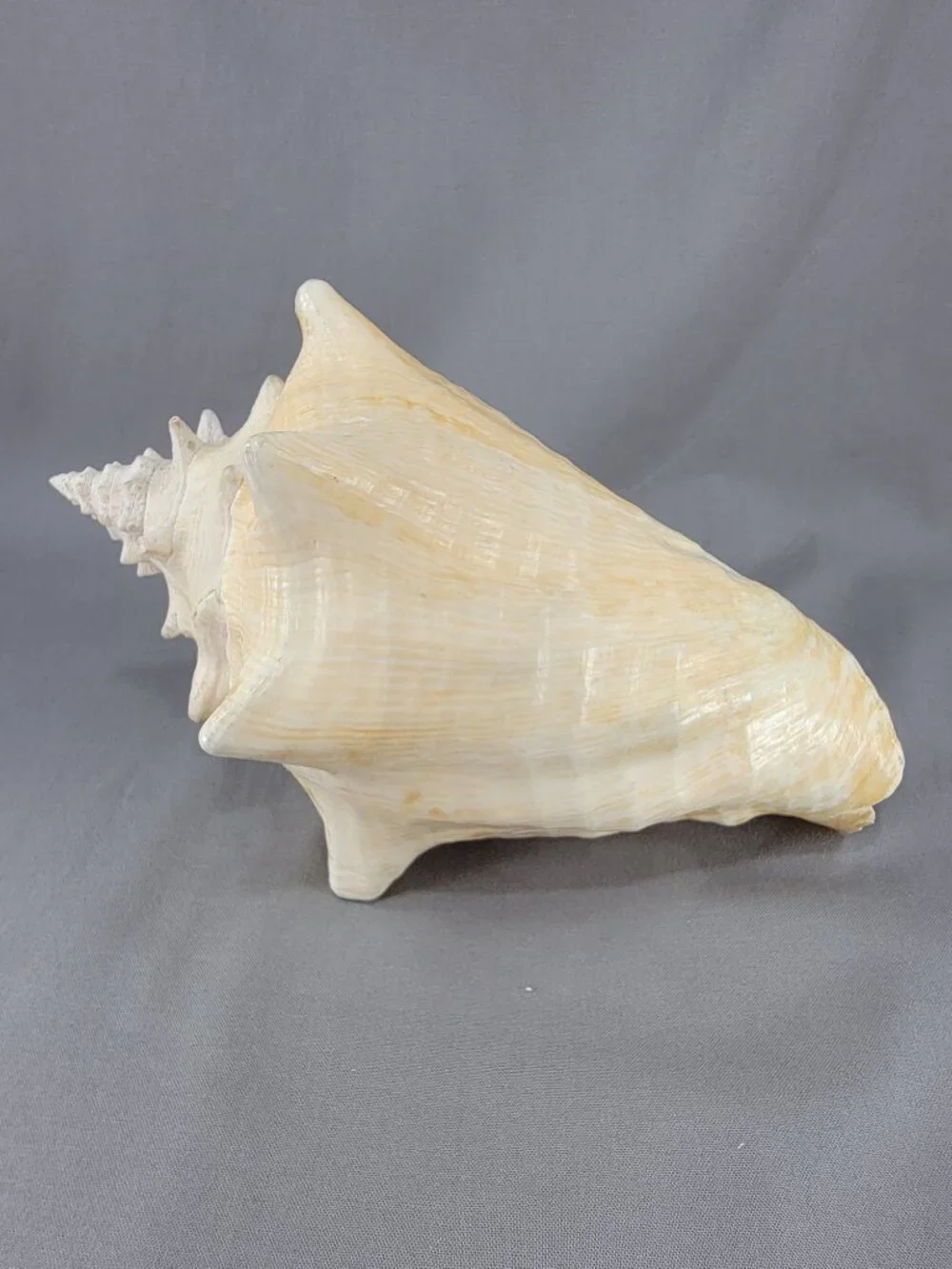 Vtg Natural Conch Seashell Shell Beach Nautical Home Decor Weathered Distressed
